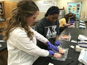 Photo of HSU students dissecting pig's feet in biology lab.