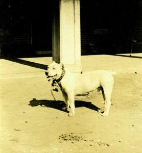 弗里茨的历史照片, 白色斗牛犬或小猎犬, 后来被称为Dam-it, 1916年至1920年的吉祥物.